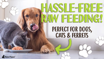 5 Reasons Pet Parents Are Going Raw